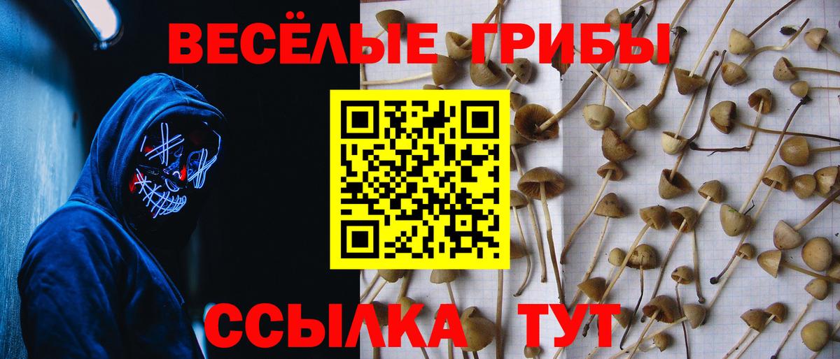 Псилоцибиновые грибы Psilocybe Казань